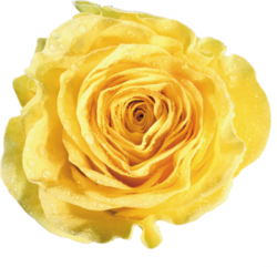 Roses jaunes