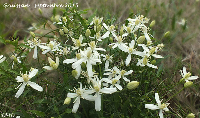 Clematis flammula  -  clématite brûlante