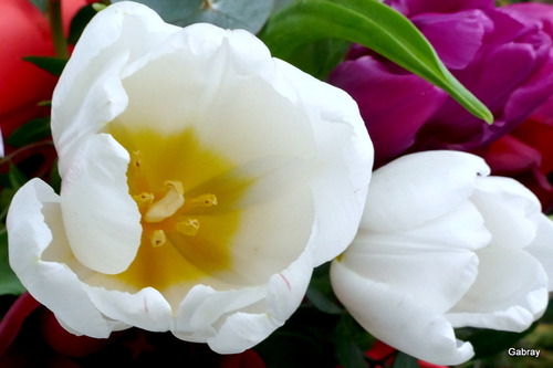 Des tulipes en bouquet