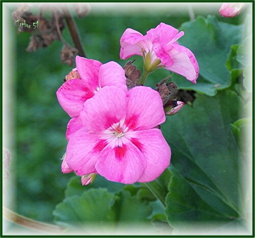 Les derniéres fleurs du jardin.....