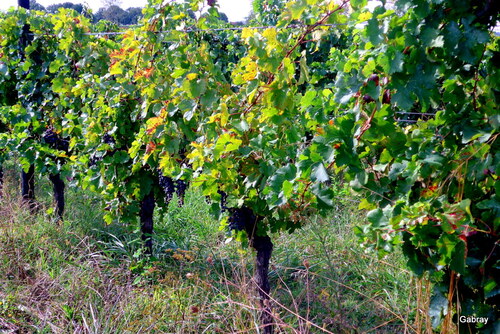 Château de Saurs : le parc et les vignes... n 10