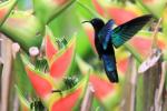 Oiseaux