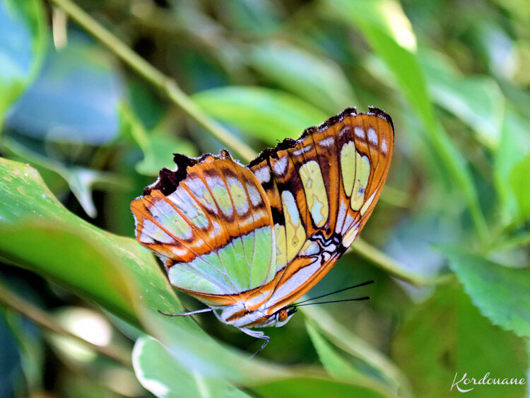 Photos de Papillons exotiques - Sanguinet (40)