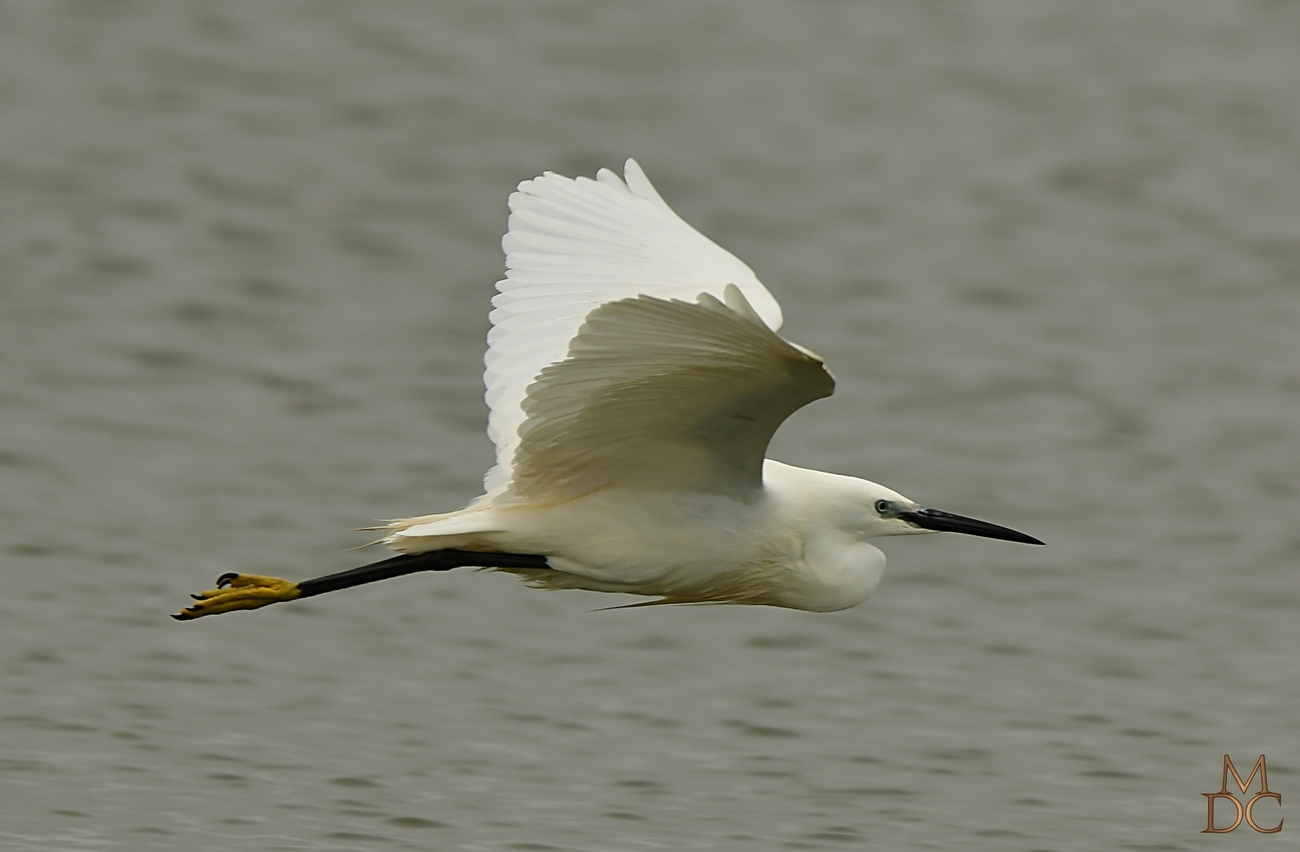 Aigrette garzette