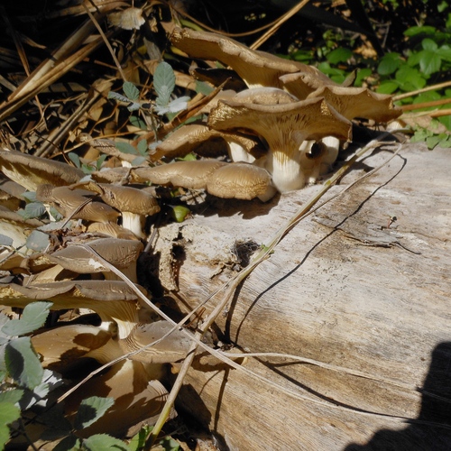 Champignons sur souche d'arbre