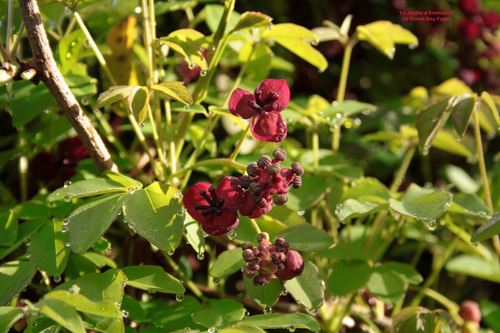 Akebia quinata