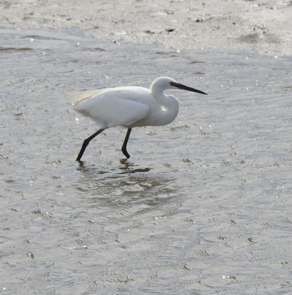 Aigrette garzette - septembre 2022...