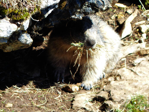 Font d’Urle  les marmottes et  la tulipe du Vercors