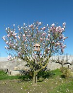 le magnolia (sans nom ...)