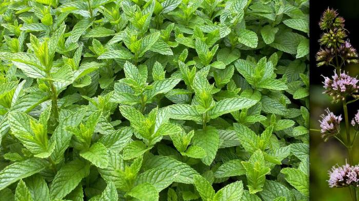 Les délicieuses herbes aromatiques et leurs vertus