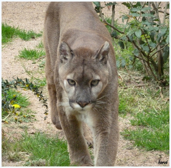 Chats et félins