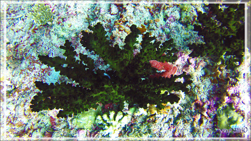 Tubastrée arborescente, Arborescent tubastrea, Black Sun Coral (Tubastrea micrantha) - Moofushi Kandu - Atoll d'Ari - Maldives