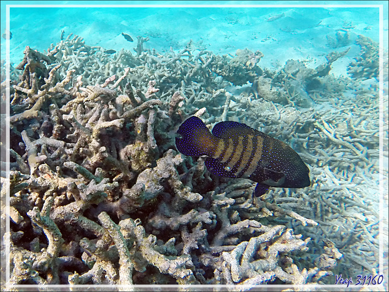 Snorkeling : Mérou paon ou céleste, Vieille cuisinière, Bluespotted grouper (Cephalopholis argus) - Moofushi - Atoll d'Ari - Maldives