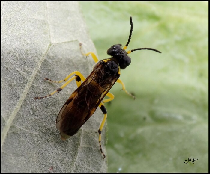 Tenthredo  zonula. 