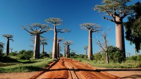 baobab Madagascar