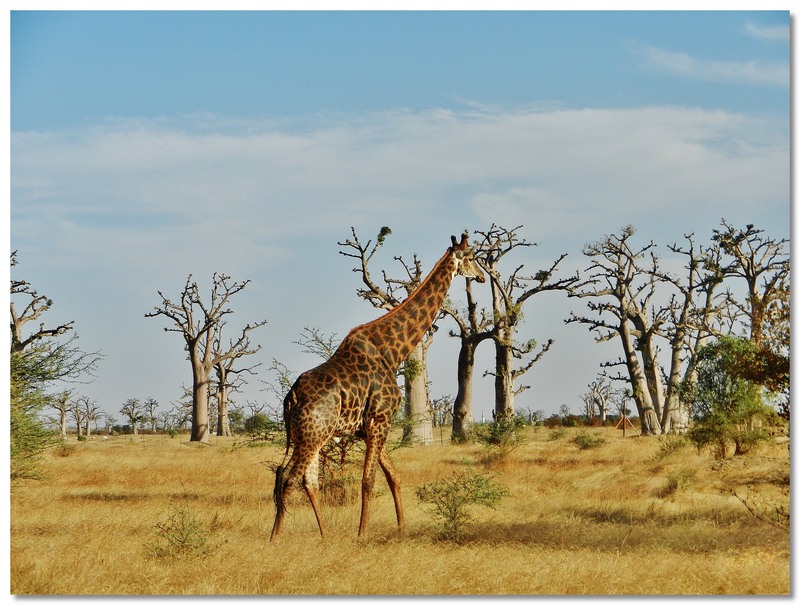  SENEGAL  LES  GIRAFES 