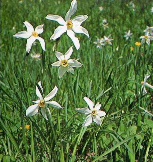 Vertus médicinales des plantes sauvages : Narcisse des prés