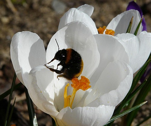 Bourdon ds crocus blanc- 15-03-10 038