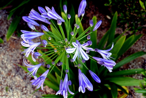 Les fleurs de l’agapanthe 