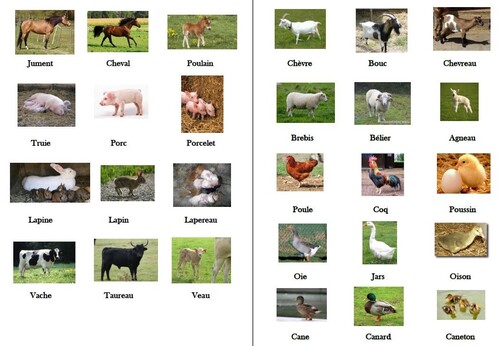 Imagier des animaux de la ferme pour cycle 2