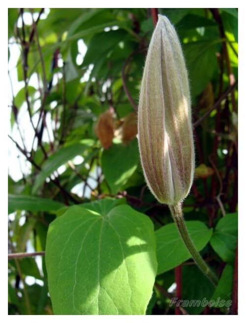 clématites du jardin