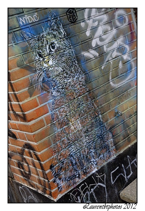 Chat par C215