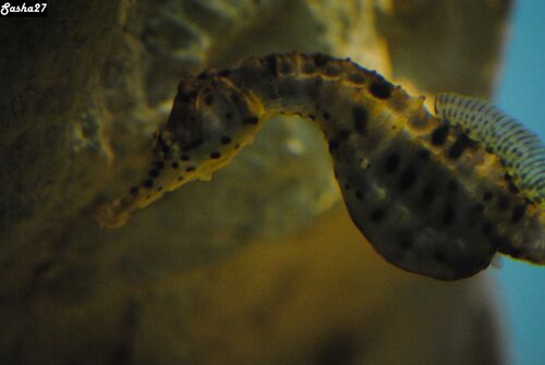 Le Grand Aquarium de St Malo 