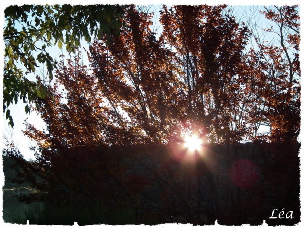 DSCF5323-soleil-arbre.jpg