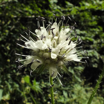 Dipsacus pilosus - cardère velue