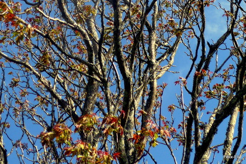 Belles feuilles du printemps