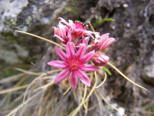 Sempervivum arachnoideum, Crassulaceae