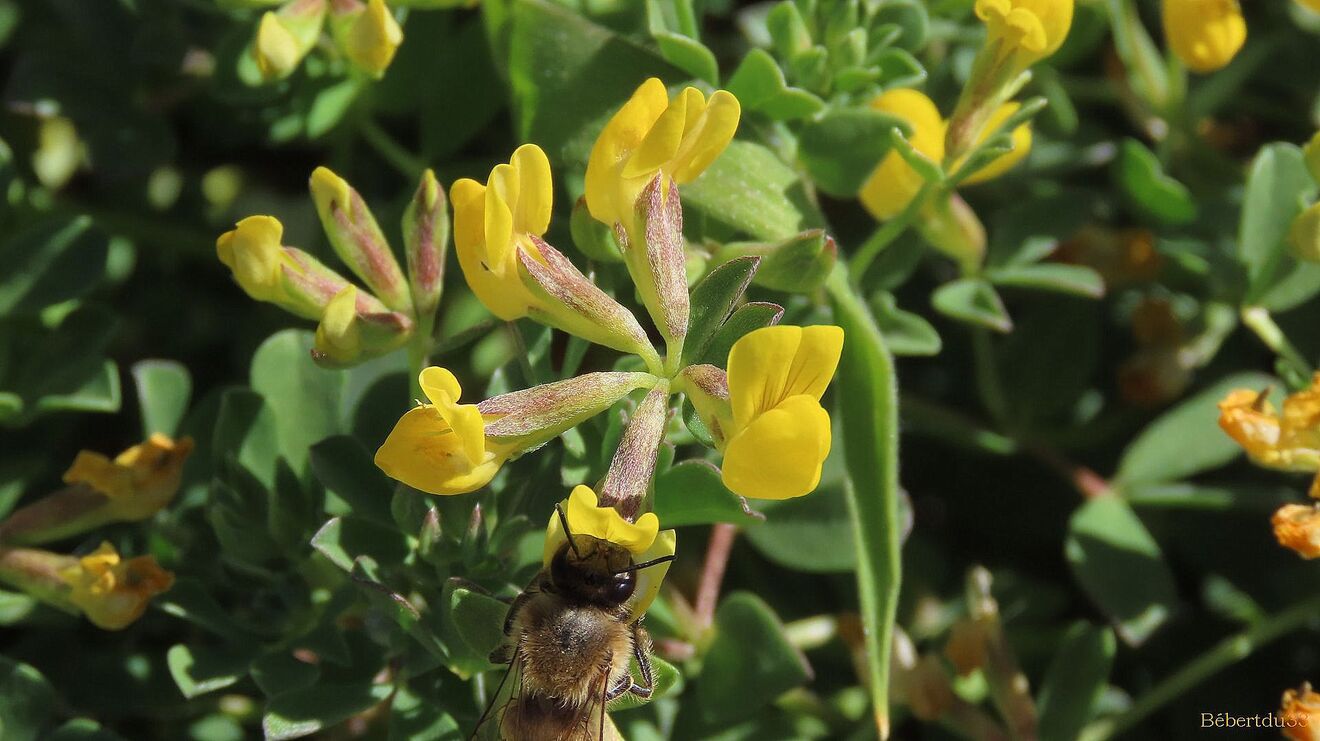 une abeille sur des fleurs