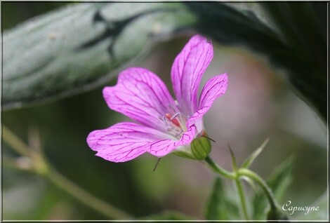 Jardin "Vie en rose"