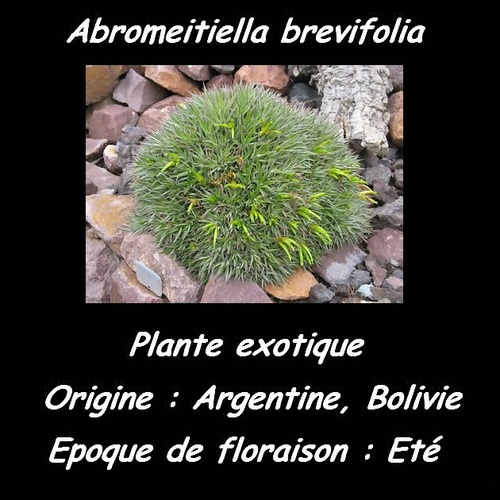 Des Fleurs Et Des Arbres - Abromeitiella brevifolia  