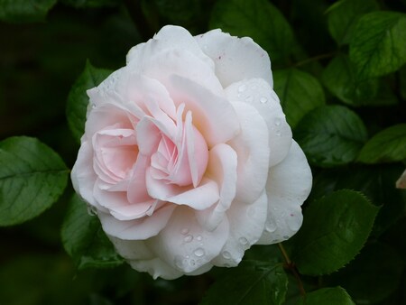 Le petit jardin de Saint Fiacre