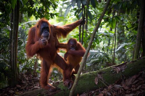 Mathieu Courdesses, le photographe des animaux en danger