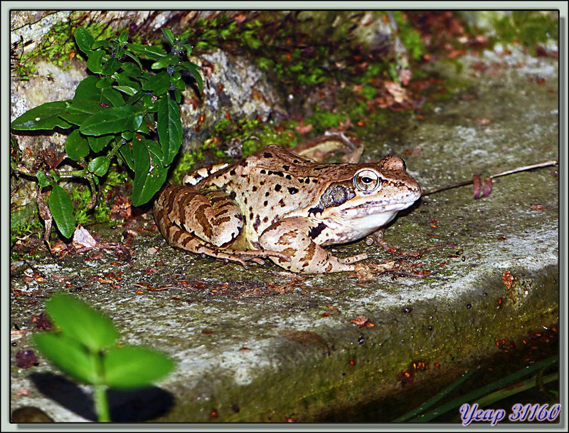 Trois grenouilles rousses colonisent mon bassin à poissons - Lartigau - Milhas - 31  (Faune)
