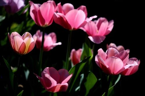 Tulipes 2020 : Big Love