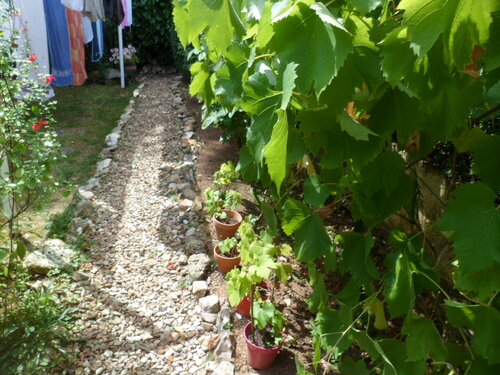 Gelée de raisins provenant de 2 pieds de bacco: égrainage après cueillette