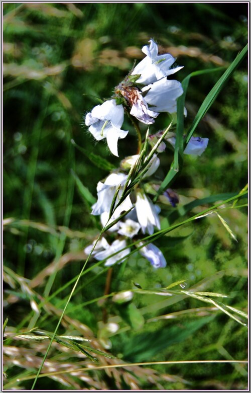 FLEURS DES ALPES