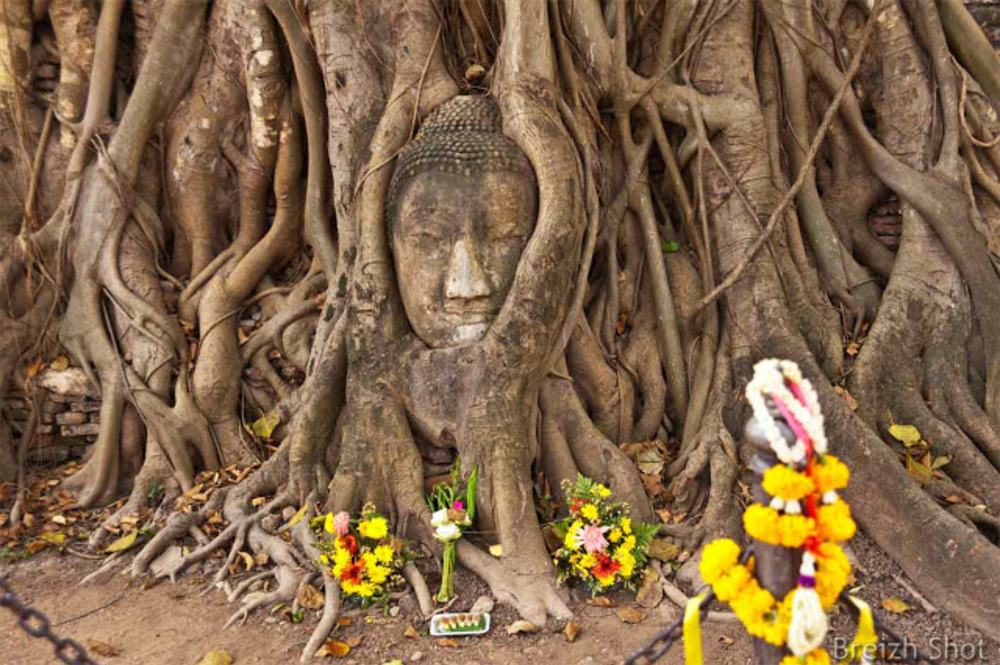tete de bouddha - racines - ayutthayta