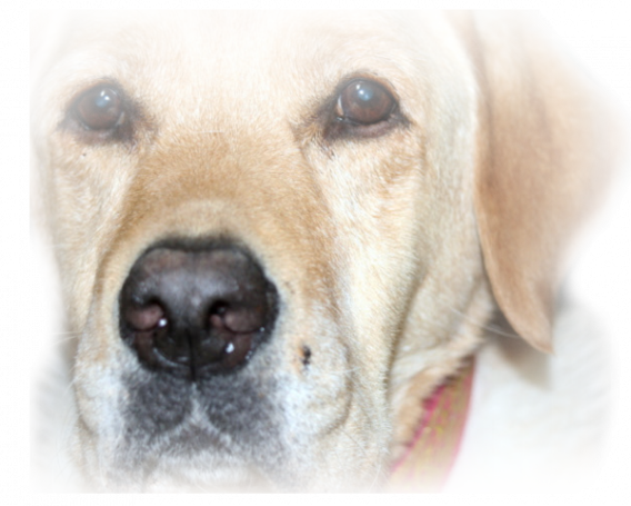♥ Pour Chipie♥ d' Athos & Cheyenne
