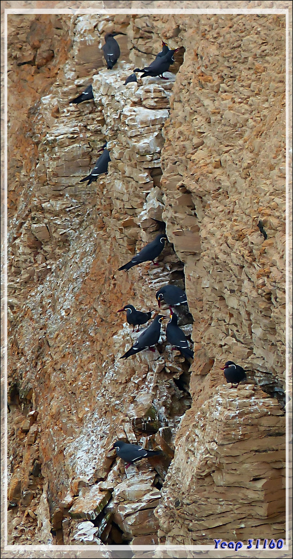 Falaise aux Sternes incas (Larosterna inca) - Réserve de Paracas - Pisco - Pérou