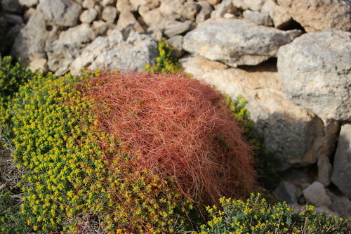 La flore de l'Île de Comino, près de l'île de Malte