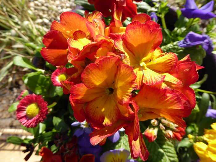 QUELQUES FLEURS DU JARDIN DE SOPHIE