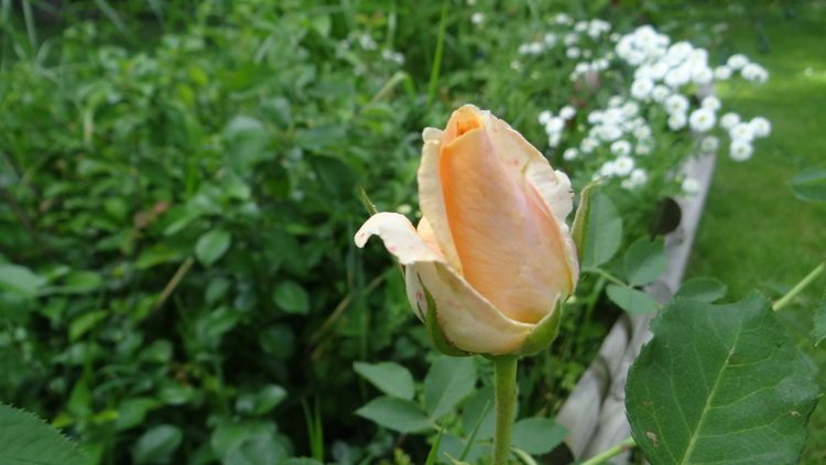 Roses de Juin et de Juillet