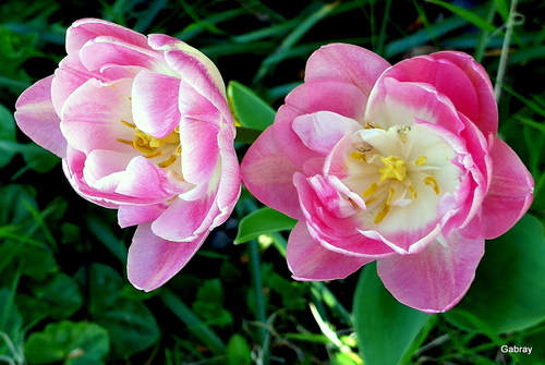 Les tulipes de mon jardin !