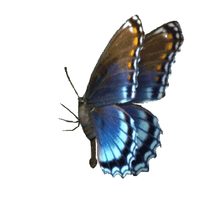 LEPIDOPTERES 2