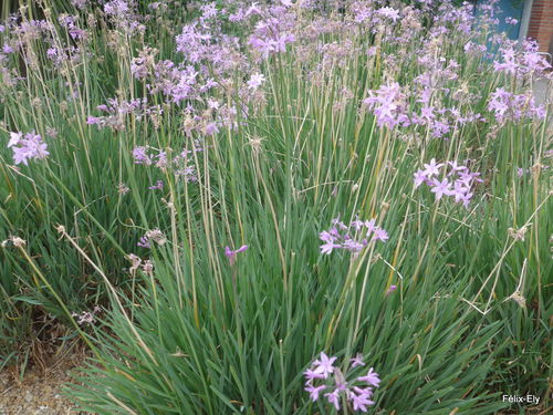 Des fleurs : l'agapanthe