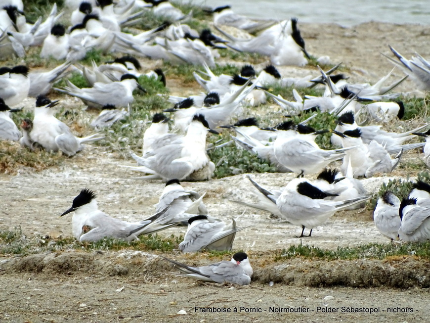 Noirmoutier Les oiseaux du polder Sébastopol Mai 2019